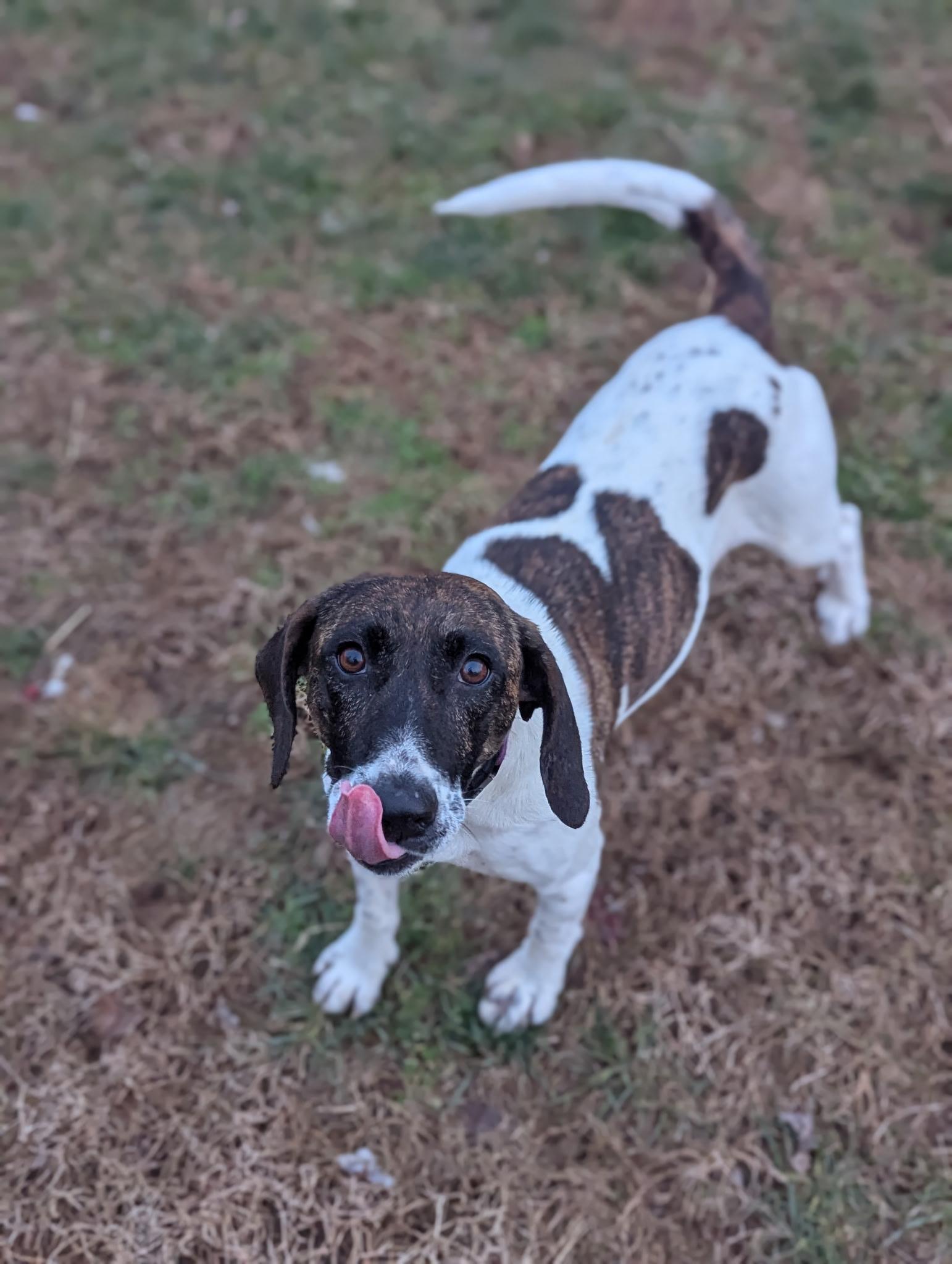 Enlarge Dana, a ADOPTABLE Hound in Lexington, KY image 3/4