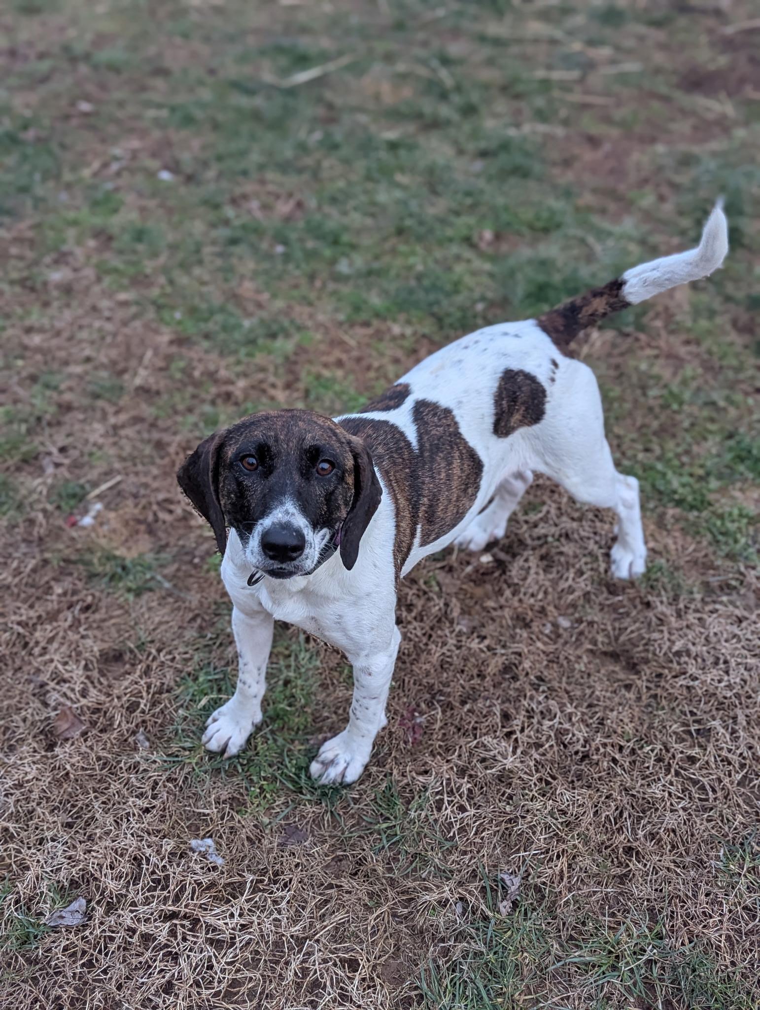 Enlarge Dana, a ADOPTABLE Hound in Lexington, KY image 4/4