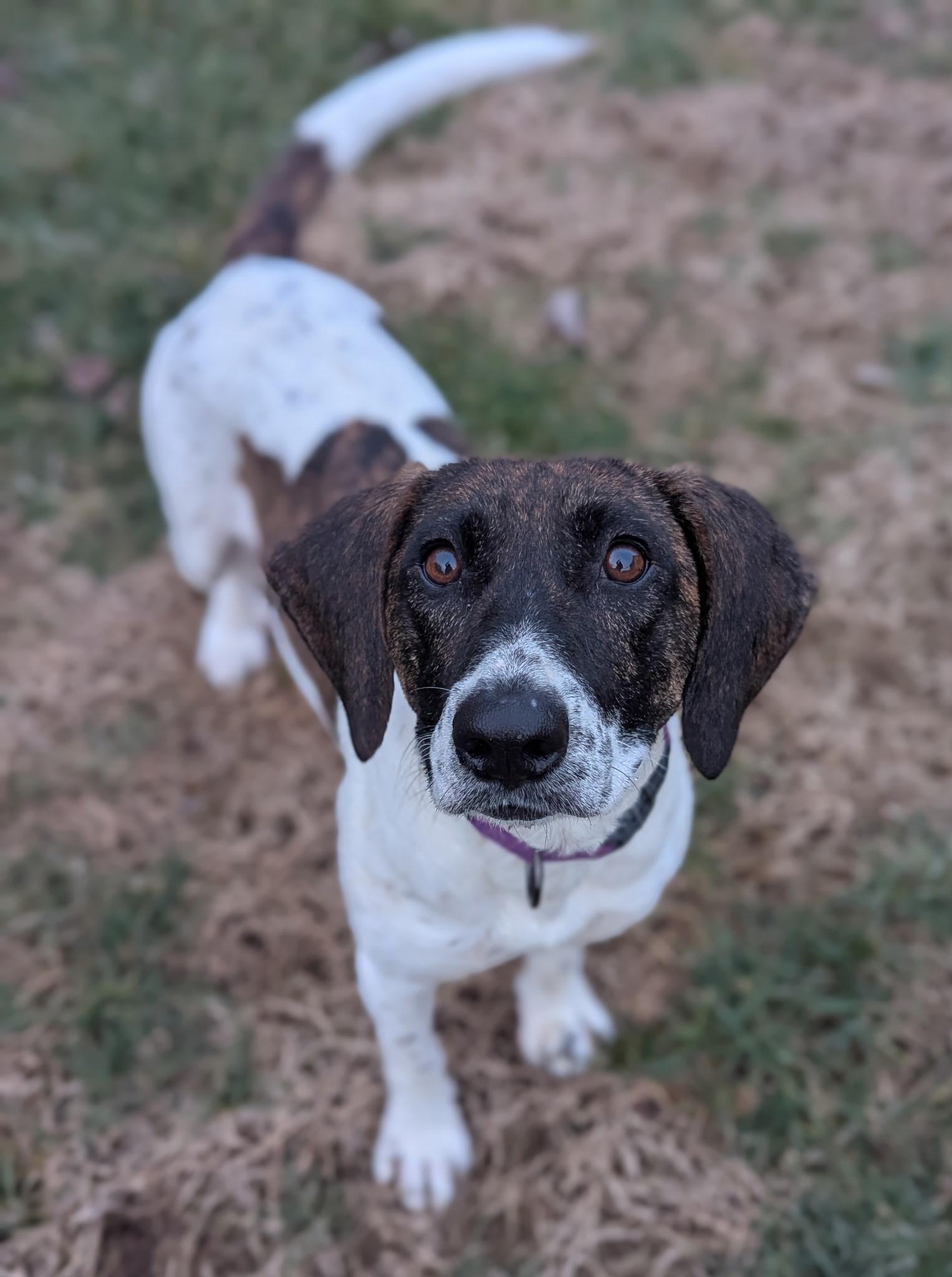 Dana, ADOPTABLE, Young Female Hound.