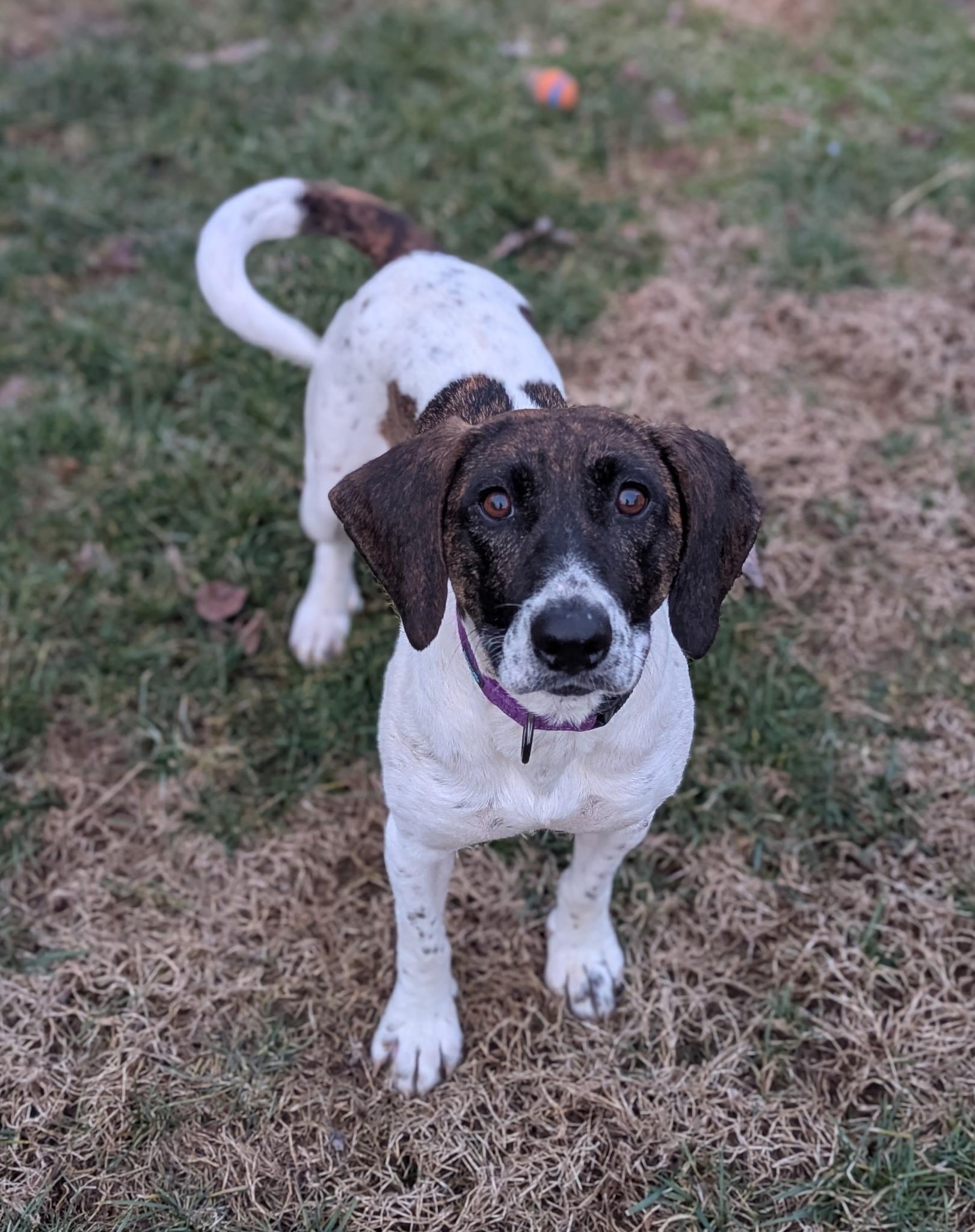 Enlarge Dana, a ADOPTABLE Hound in Lexington, KY image 2/4