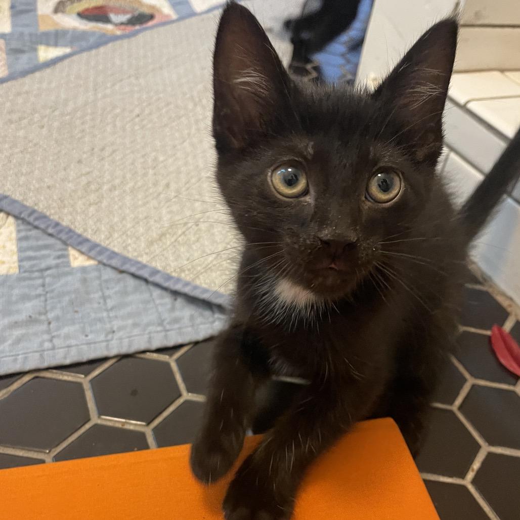 Mayapple, Adoptable, Kitten Male Domestic Short Hair.