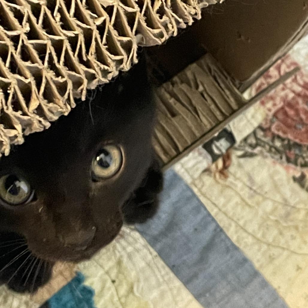 Enlarge Mayapple, a Adoptable Domestic Short Hair in Normal, IL image 2/4