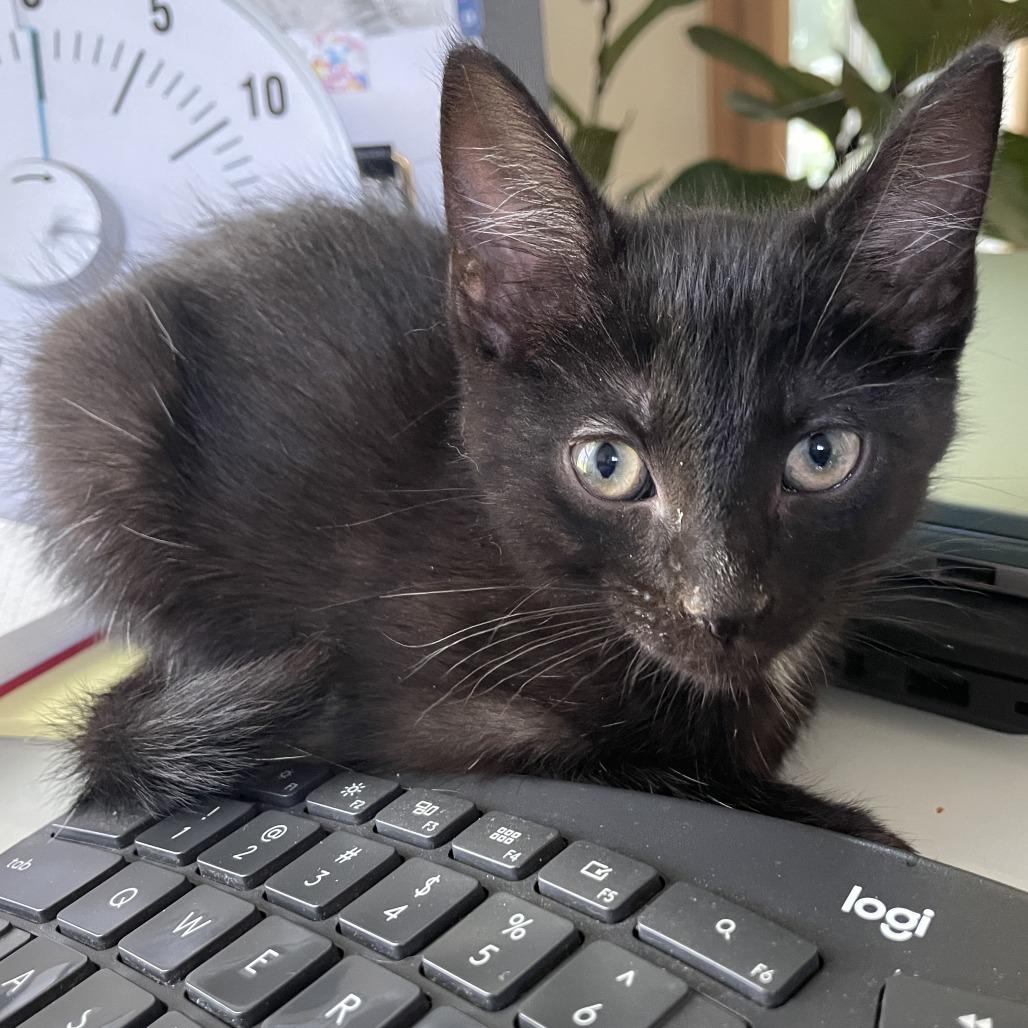 Enlarge Mayapple, a Adoptable Domestic Short Hair in Normal, IL image 3/4