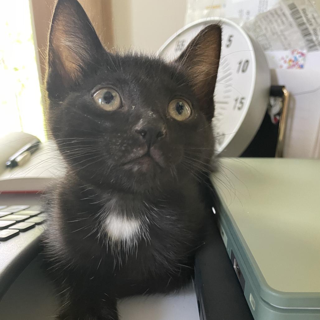 Enlarge Mayapple, a Adoptable Domestic Short Hair in Normal, IL image 4/4