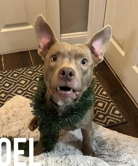Enlarge Noel, a ADOPTABLE mixed breed in Harrington, DE image 3/4