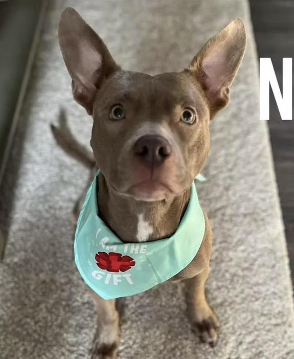 Noel, ADOPTABLE, Young Female Pit Bull Terrier.