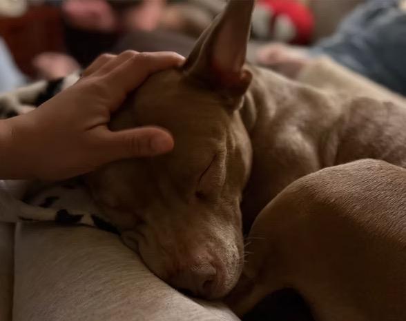 Enlarge Noel, a ADOPTABLE mixed breed in Harrington, DE image 4/4