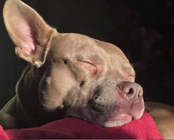 Enlarge Noel, a ADOPTABLE mixed breed in Harrington, DE image 2/4