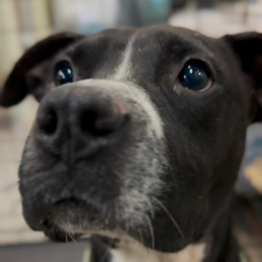 Eclipse 2188, Adoptable, Adult Male Mixed Breed.