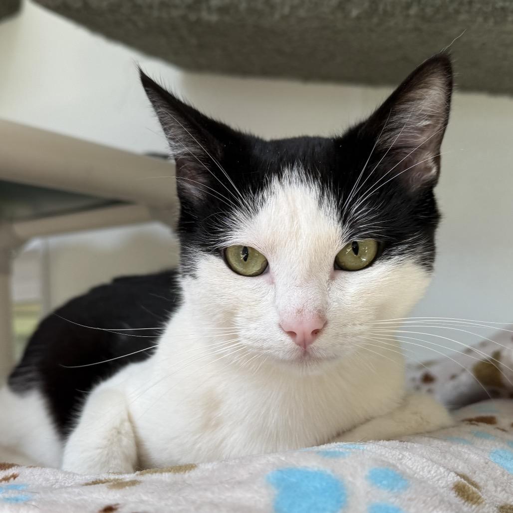 Enlarge Jayson, a Adoptable Domestic Short Hair in Fort Bragg, CA image 1/2