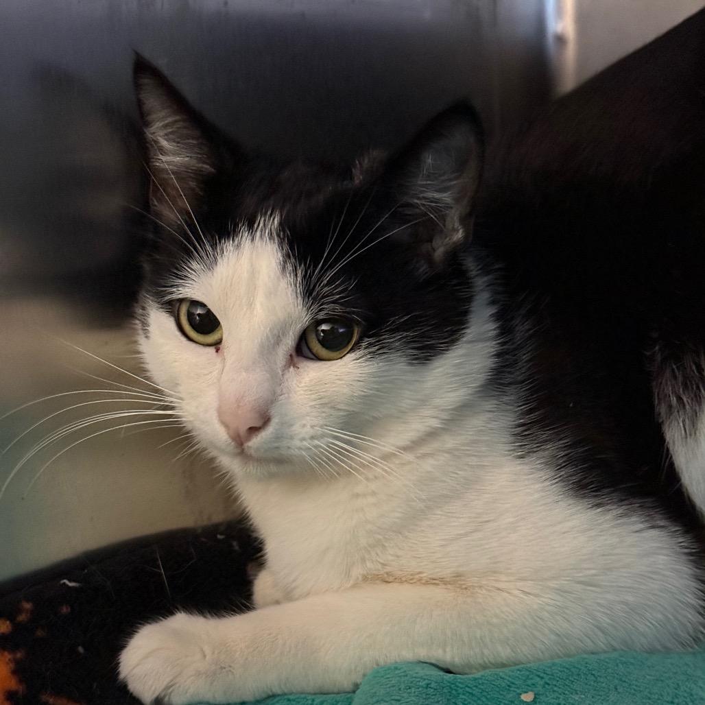 Enlarge Jayson, a Adoptable Domestic Short Hair in Fort Bragg, CA image 2/2