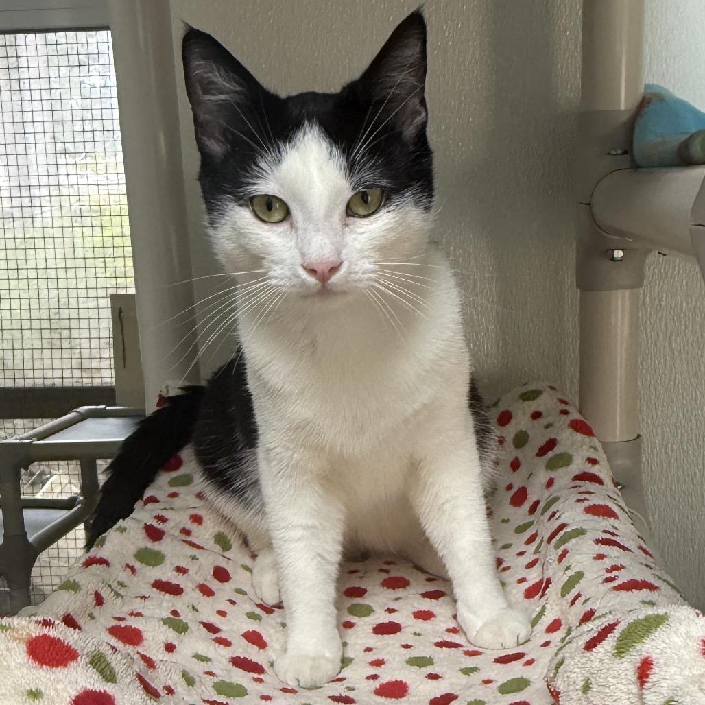 Enlarge Jayson, a Adoptable Domestic Short Hair in Fort Bragg, CA image 3/4