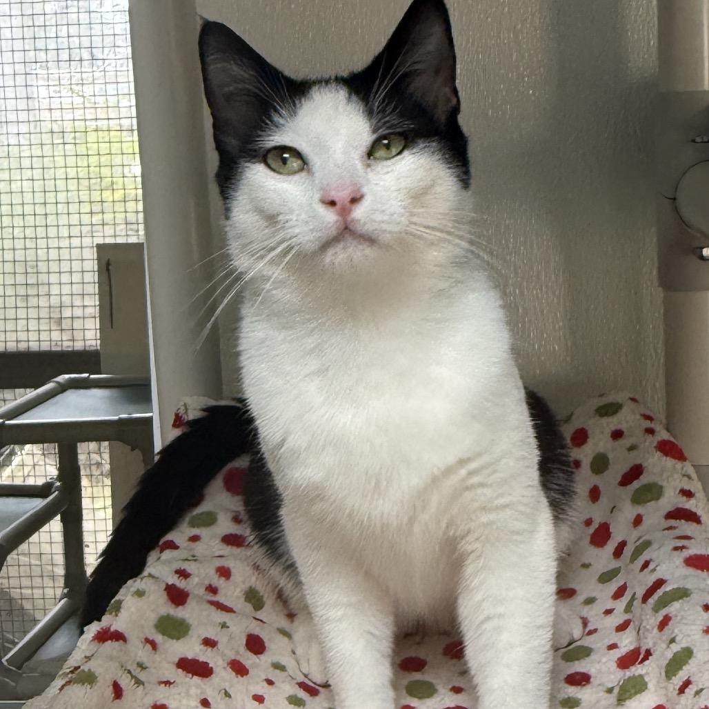 Enlarge Jayson, a Adoptable Domestic Short Hair in Fort Bragg, CA image 4/4