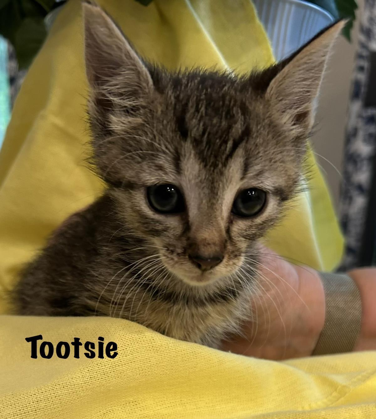 Tootsie, a Adoptable mixed breed in St. Augustine, FL image 1/2