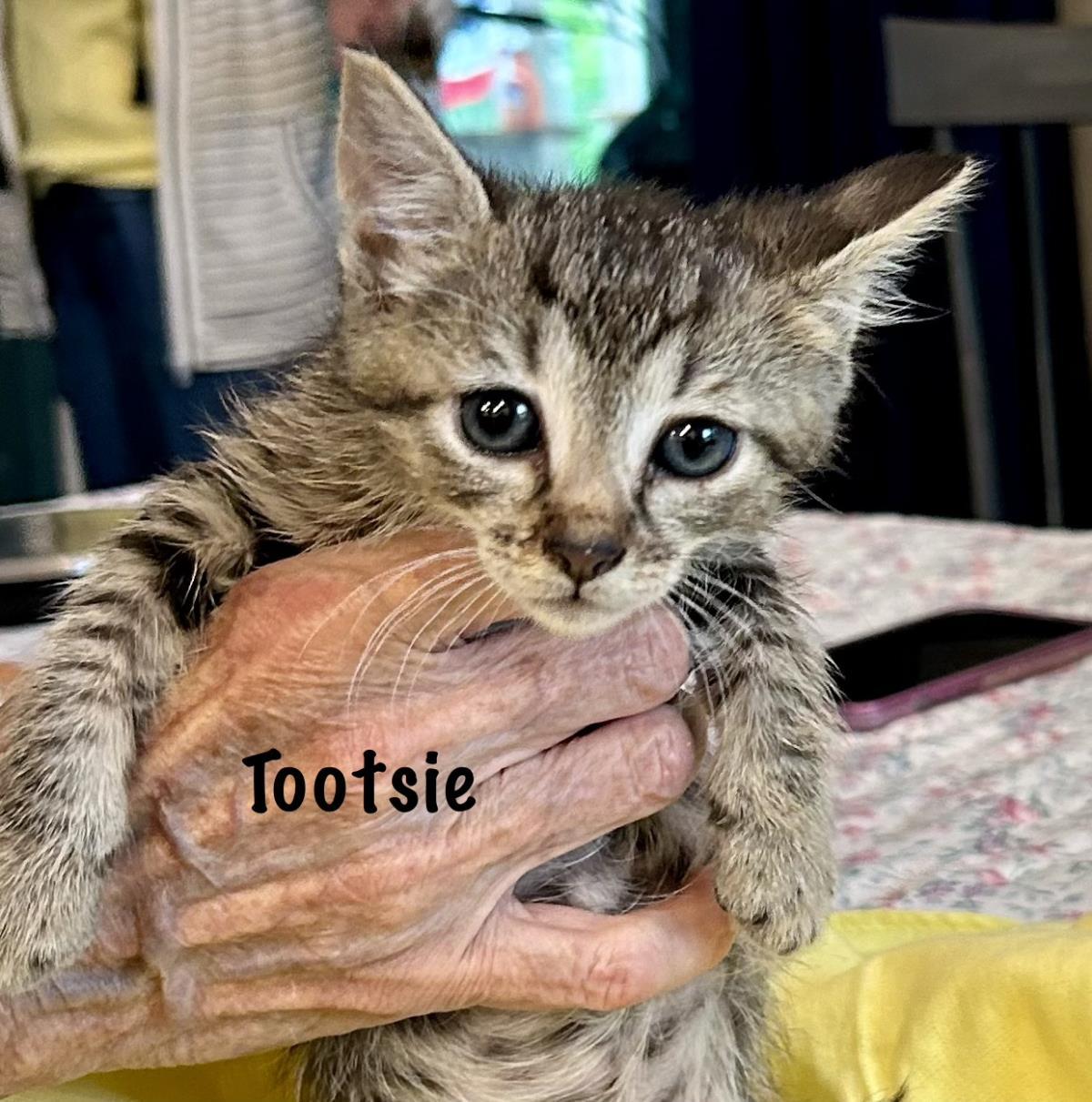 Tootsie, a Adoptable mixed breed in St. Augustine, FL image 2/2