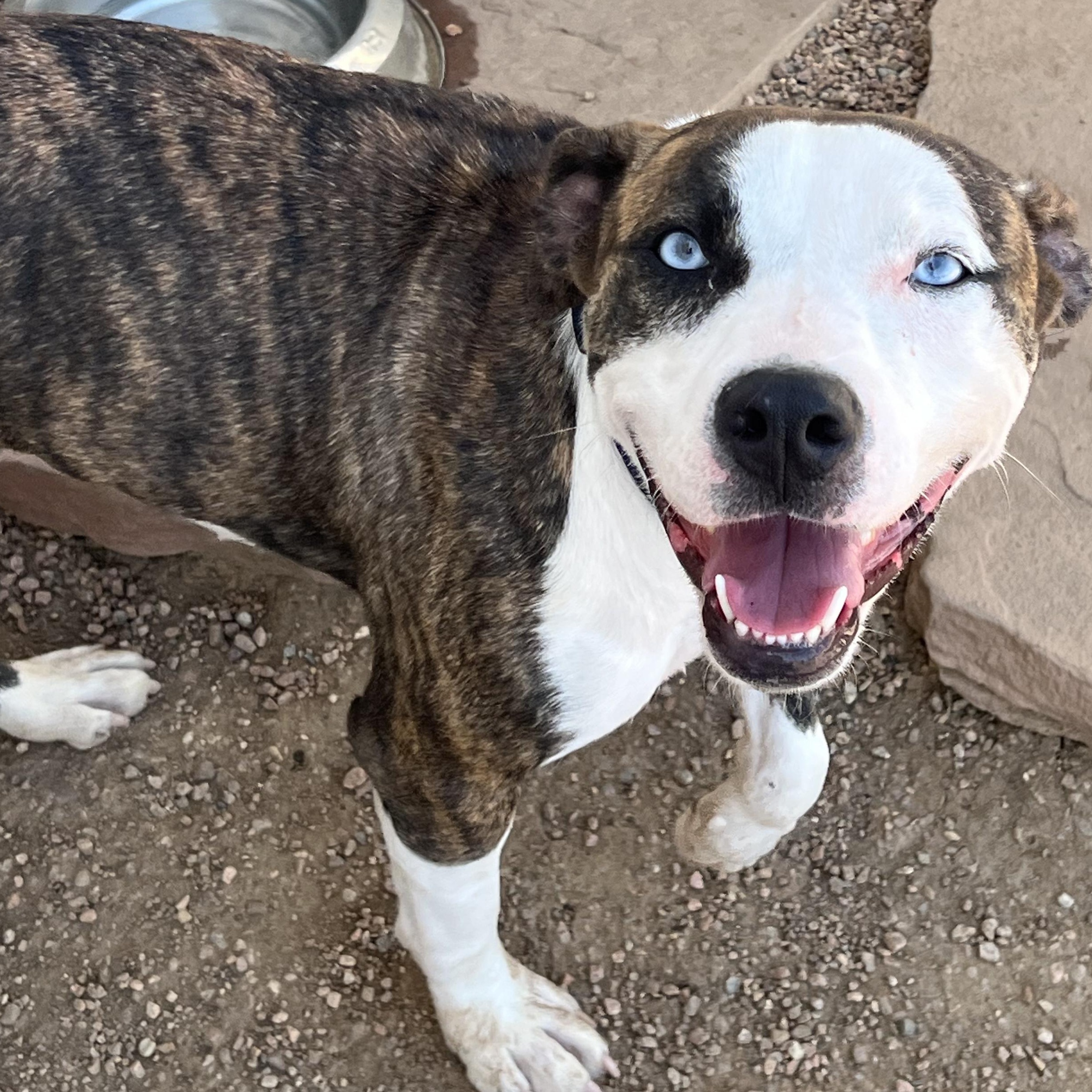 Putter, Adoptable, Young Female Pit Bull Terrier.