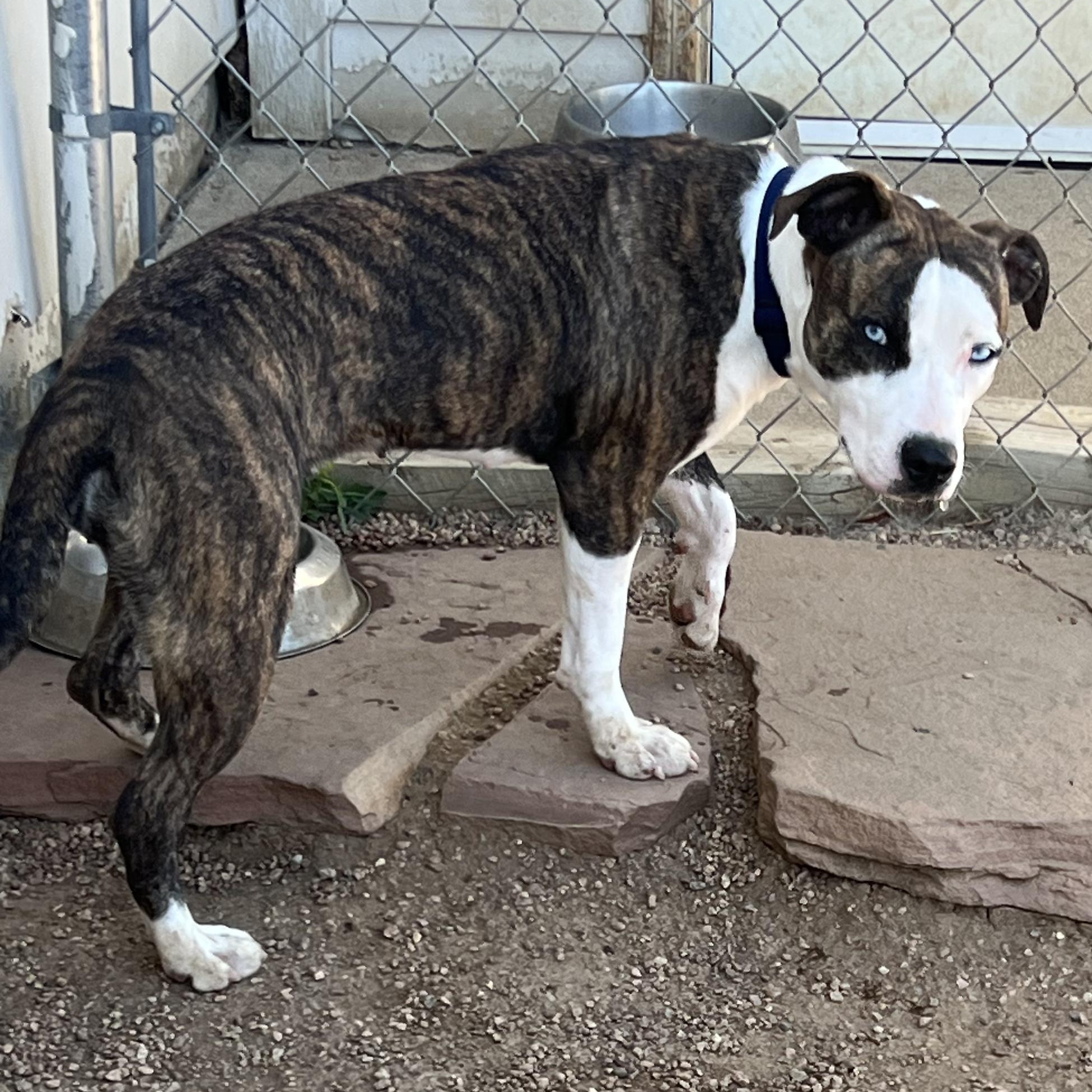 Enlarge Putter, a Adoptable mixed breed in Littleton, CO image 2/2