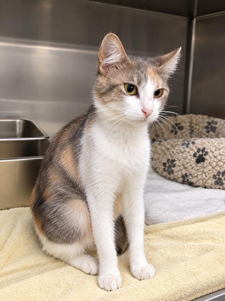 Big Mama, Adoptable, Young Female Domestic Short Hair.