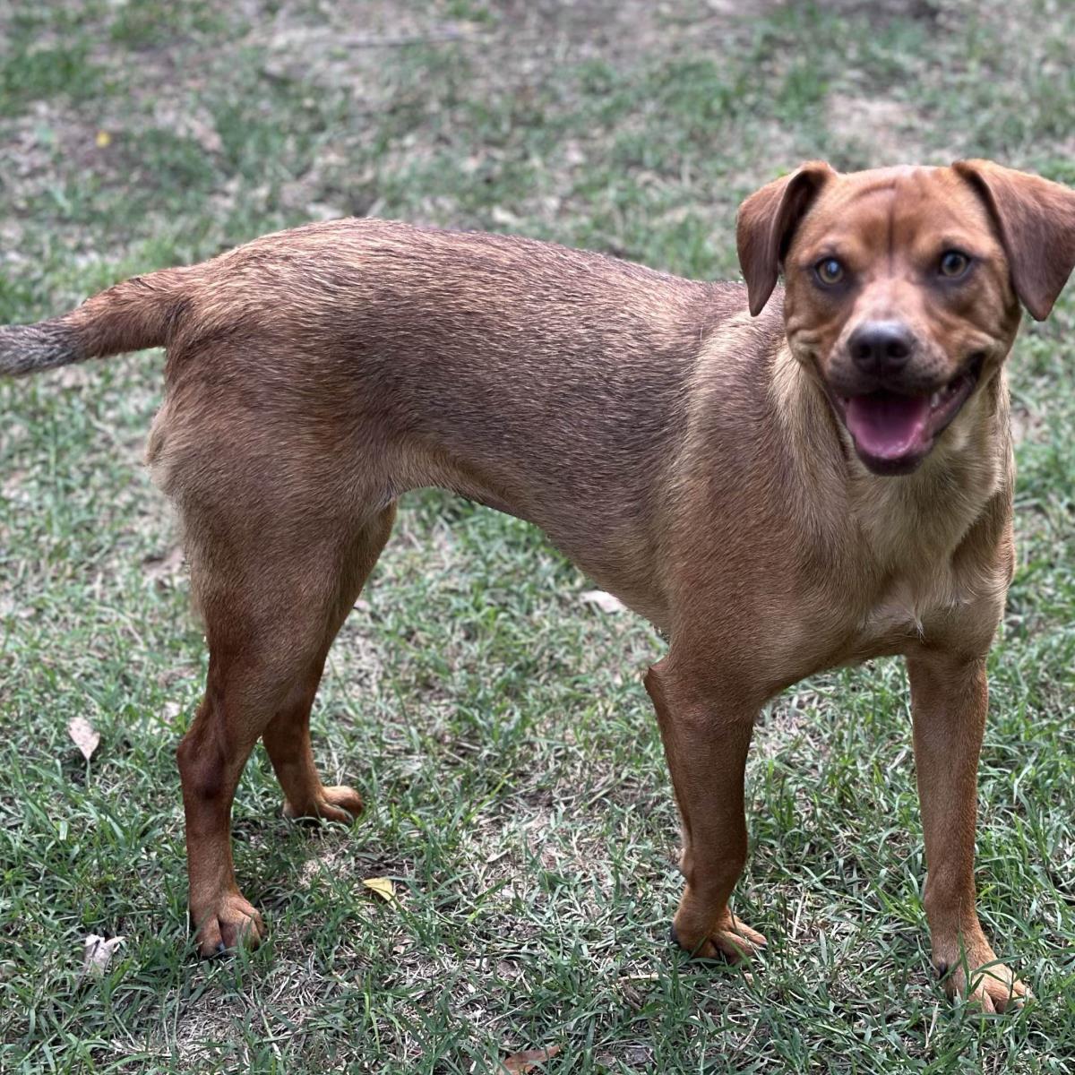 Enlarge Trixie, a Adoptable Terrier in Locust Fork, AL image 1/3