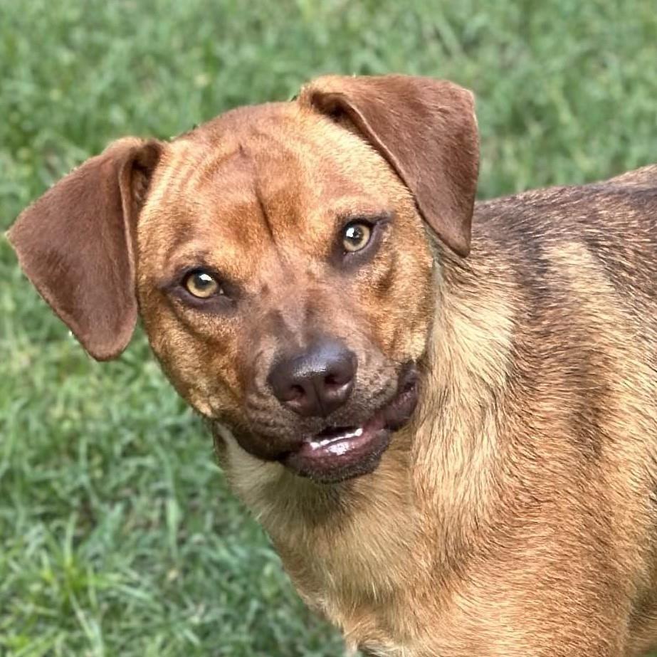 Enlarge Trixie, a Adoptable Terrier in Locust Fork, AL image 2/3