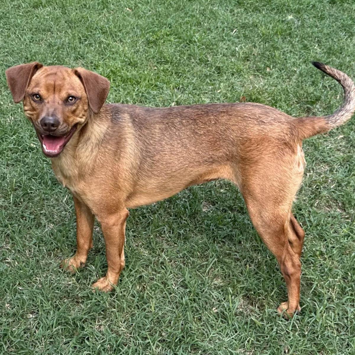 Enlarge Trixie, a Adoptable Terrier in Locust Fork, AL image 3/3