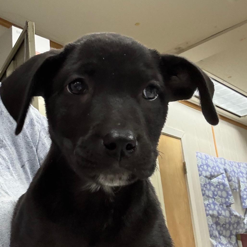 Oreo Speedwagon, Adoptable, Puppy Female Black Labrador Retriever & Mixed Breed.