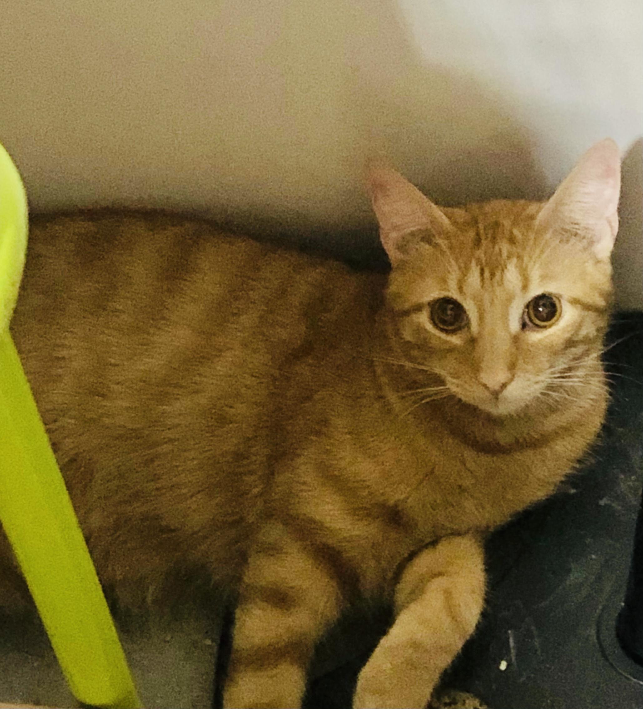 Garfield (sweet boy) Ormond, a Adoptable Domestic Short Hair in Daytona Beach, FL image 1/2