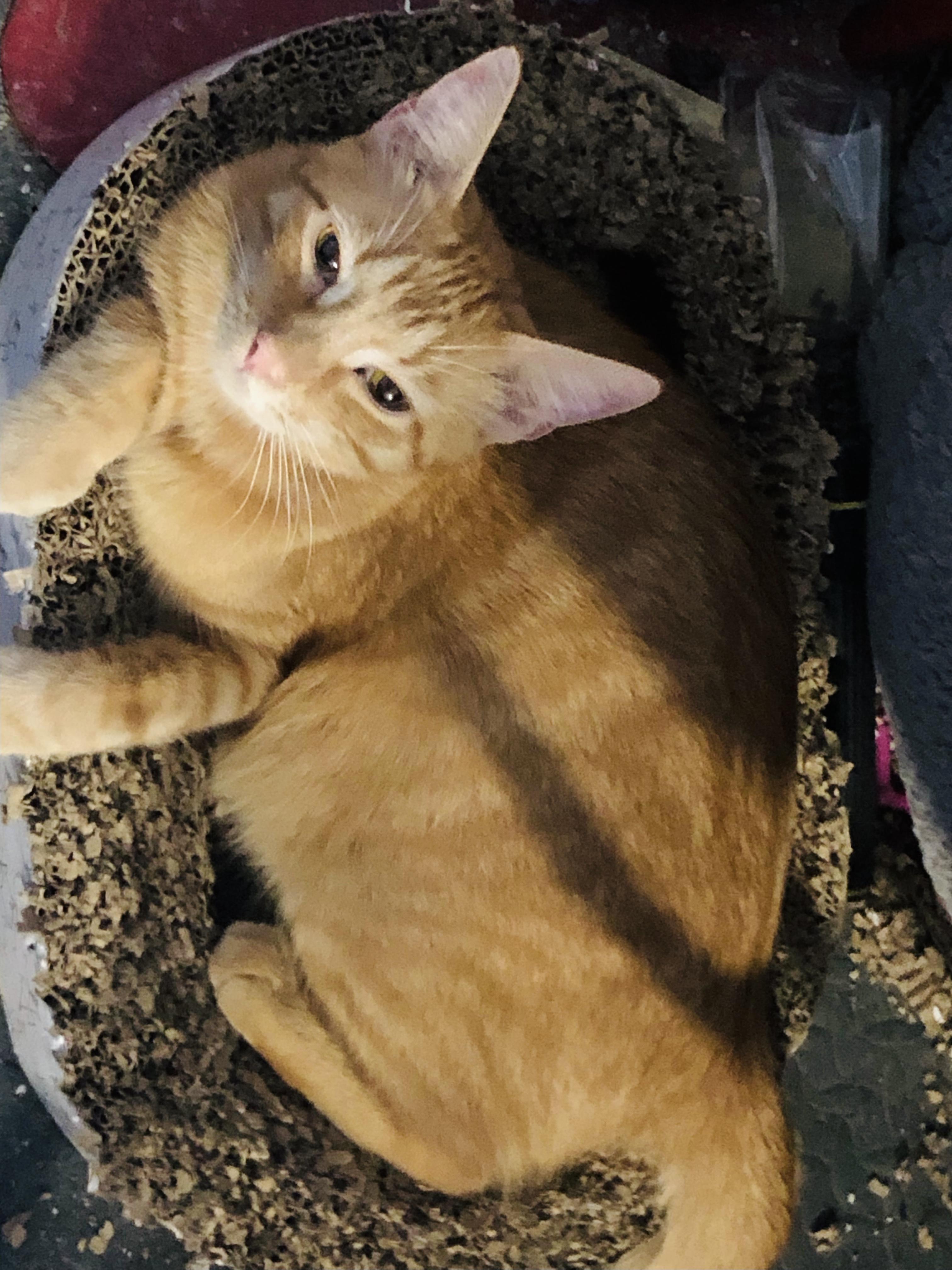Garfield (sweet boy) Ormond, a Adoptable Domestic Short Hair in Daytona Beach, FL image 2/2