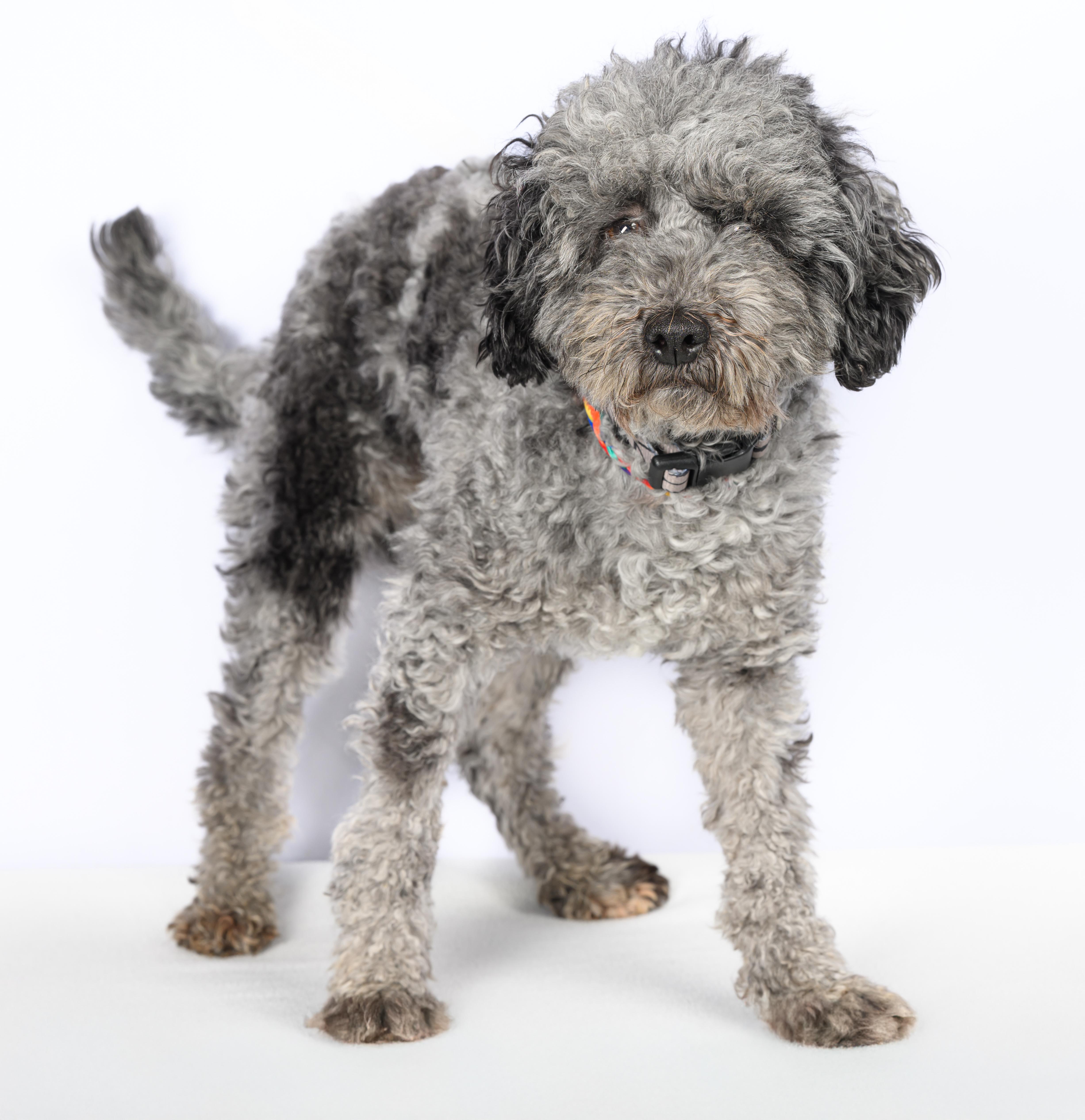 Enlarge Corona, an adoptable mixed breed in Tinley Park, IL image 1/1