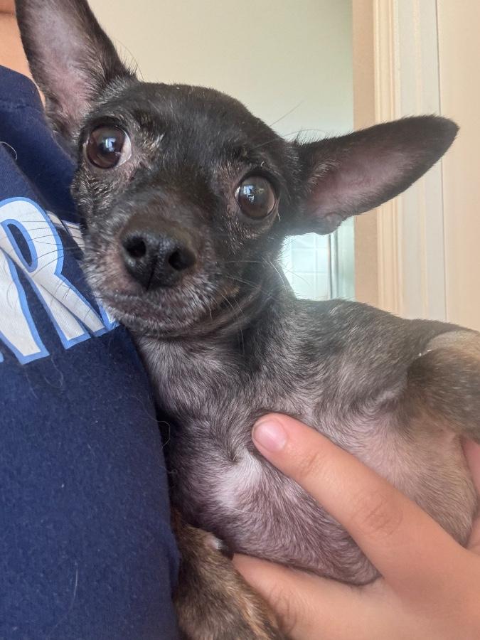 Marina, Adoptable, Adult Female Chihuahua.