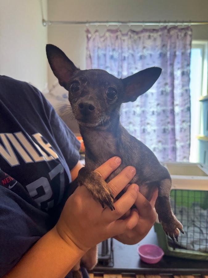 Enlarge Marina, a Adoptable Chihuahua in Tonopah, AZ image 3/3