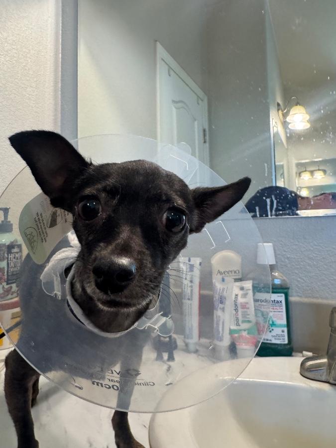 Enlarge Marina, a Adoptable Chihuahua in Tonopah, AZ image 2/3