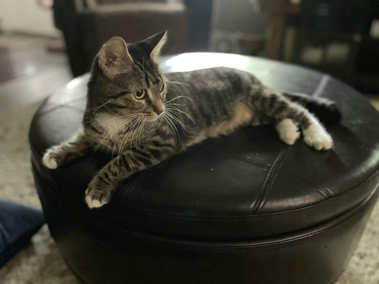 Bahama Mama, Adoptable, Adult Female Domestic Short Hair.