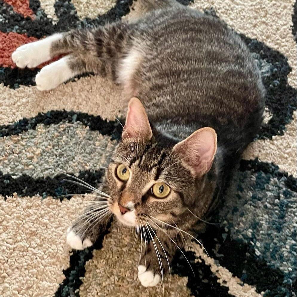 Bahama Mama, a Adoptable Domestic Short Hair in Akron, OH image 2/3