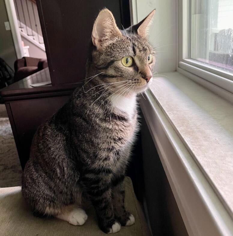 Bahama Mama, a Adoptable Domestic Short Hair in Akron, OH image 3/3