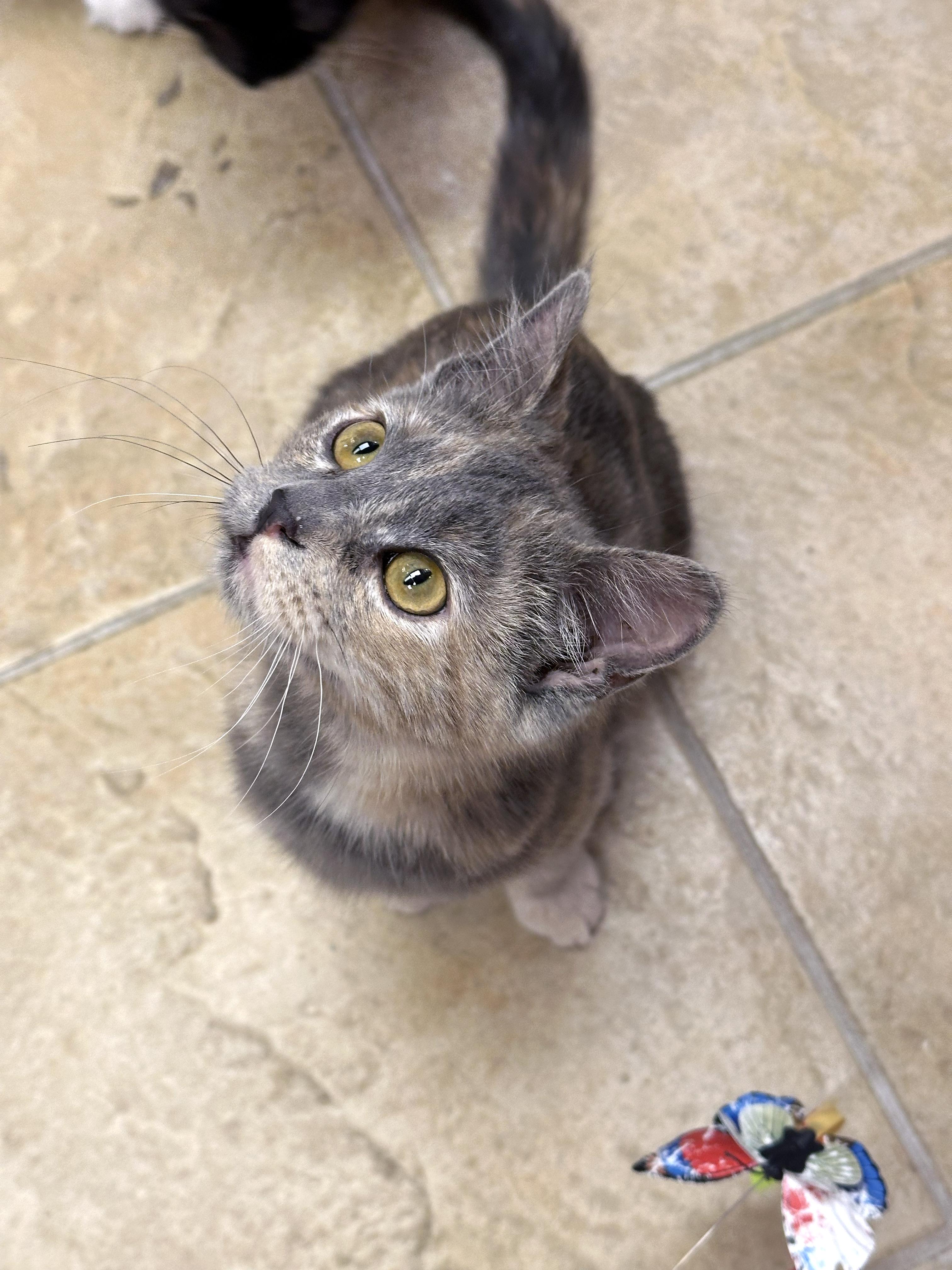 Enlarge Isabella, an adopted Domestic Short Hair in Crystal Lake, IL image 4/4