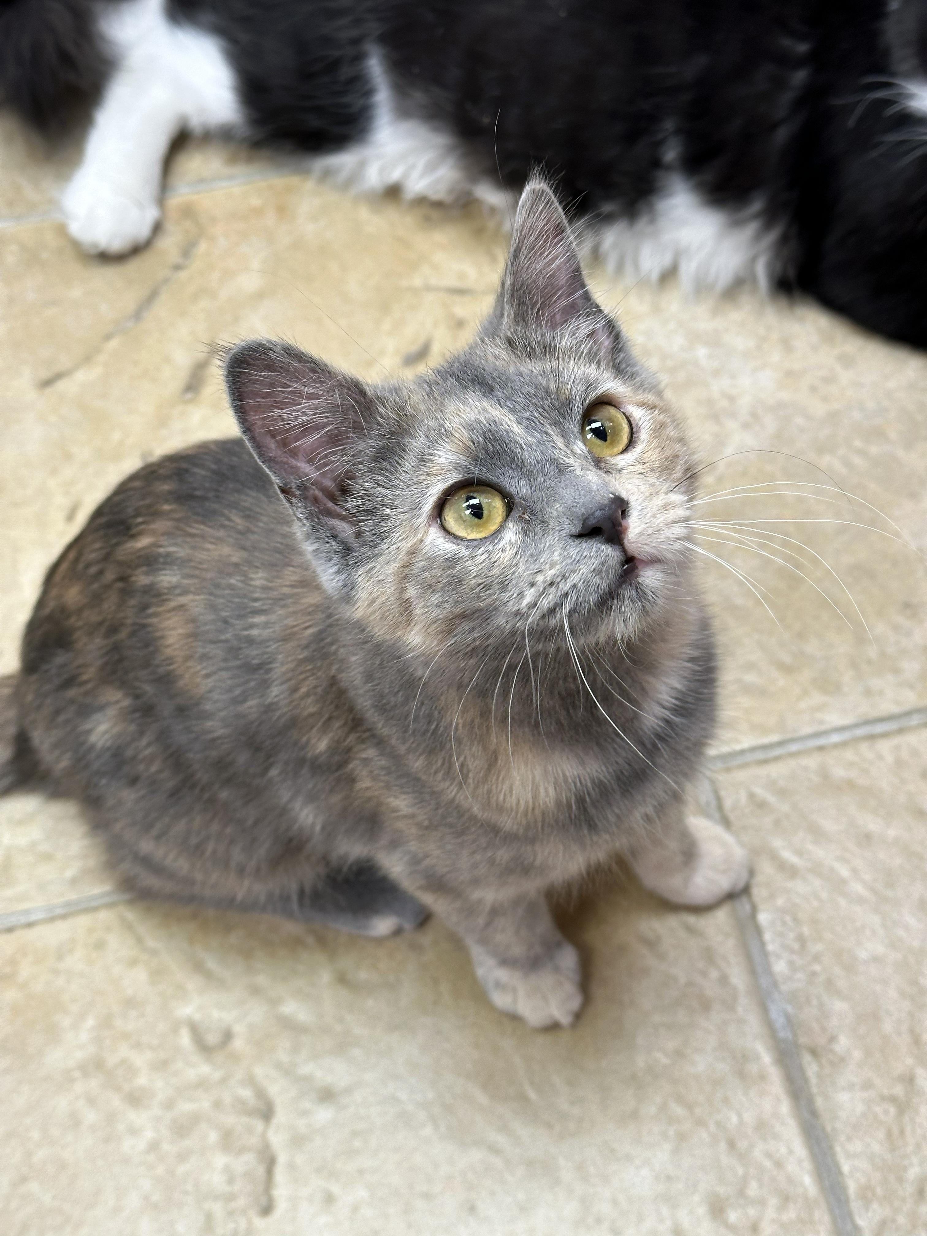 Enlarge Isabella, an adopted Domestic Short Hair in Crystal Lake, IL image 2/4