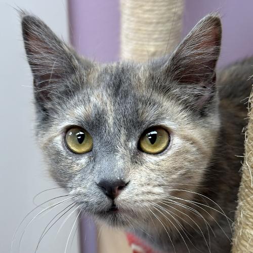 Isabella, adopted, Kitten Female Domestic Short Hair.