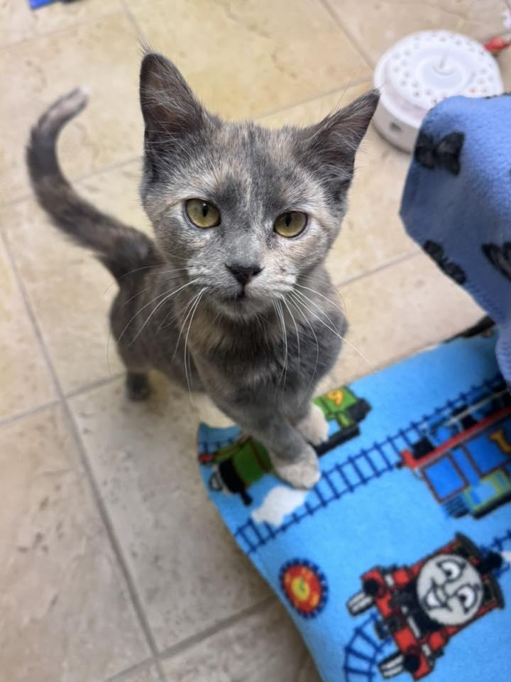 Enlarge Isabella, an adopted Domestic Short Hair in Crystal Lake, IL image 3/4