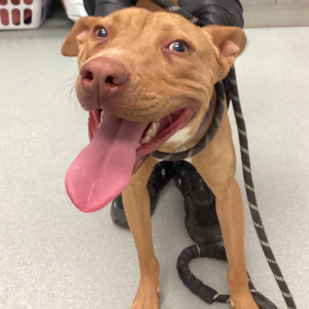 Enlarge Honey, a Adoptable mixed breed in Abilene, TX image 1/4