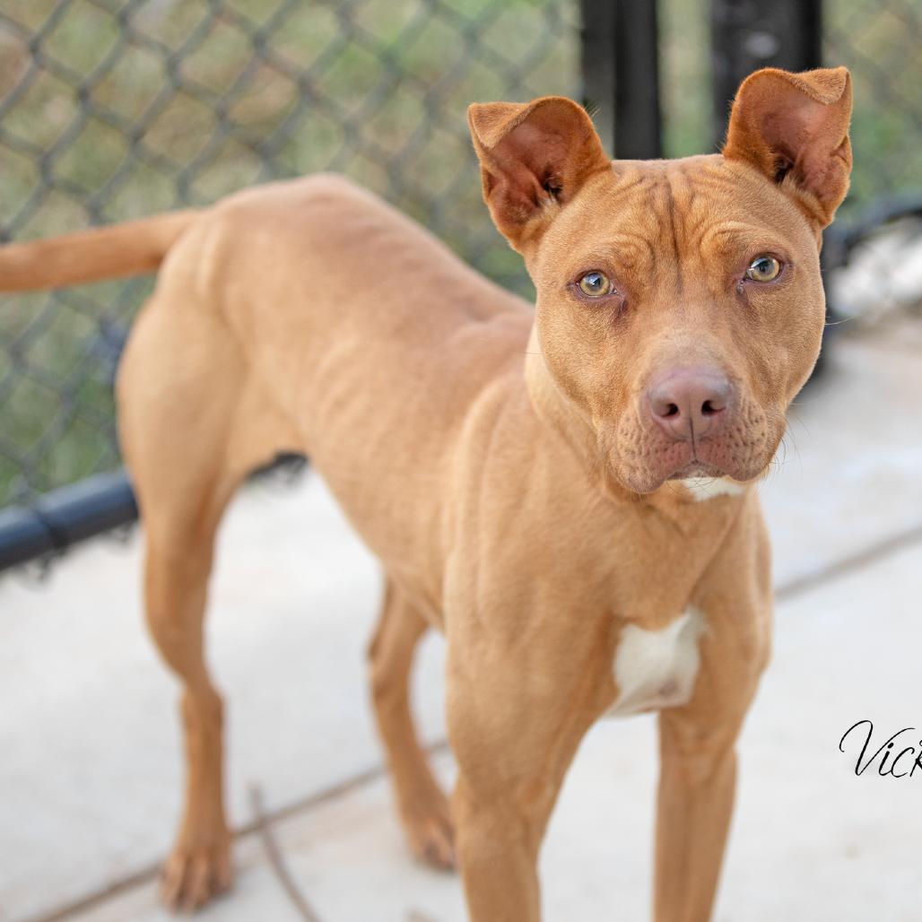 Enlarge Honey, a Adoptable mixed breed in Abilene, TX image 2/4