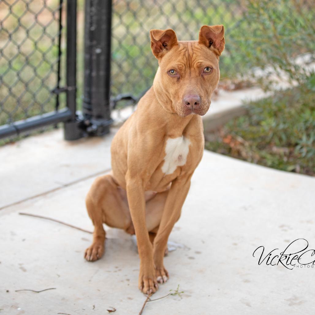 Enlarge Honey, a Adoptable mixed breed in Abilene, TX image 3/4