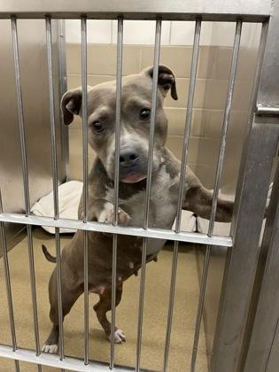 Brooke, Adoptable, Adult Female Pit Bull Terrier & Mixed Breed.