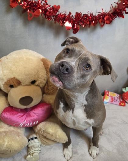 Enlarge Brooke, a Adoptable mixed breed in Cedar Hill, TX image 2/2