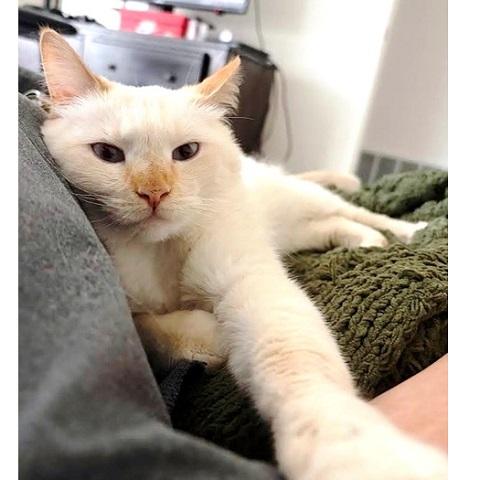 Enlarge Yuki, an adopted Siamese in Salt Lake City, UT image 2/3