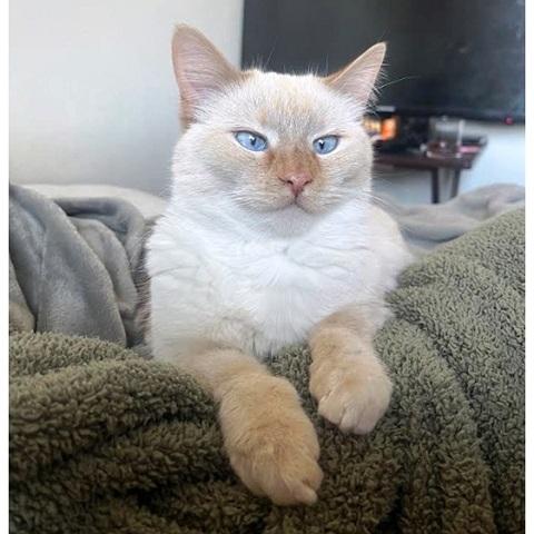 Yuki, adopted, Adult Female Siamese.