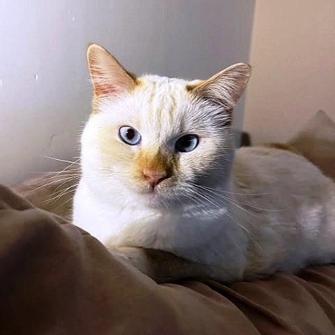 Enlarge Yuki, an adopted Siamese in Salt Lake City, UT image 3/3