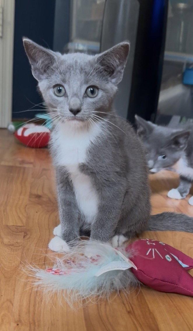 Lola, Adoptable, Kitten Female Domestic Short Hair.