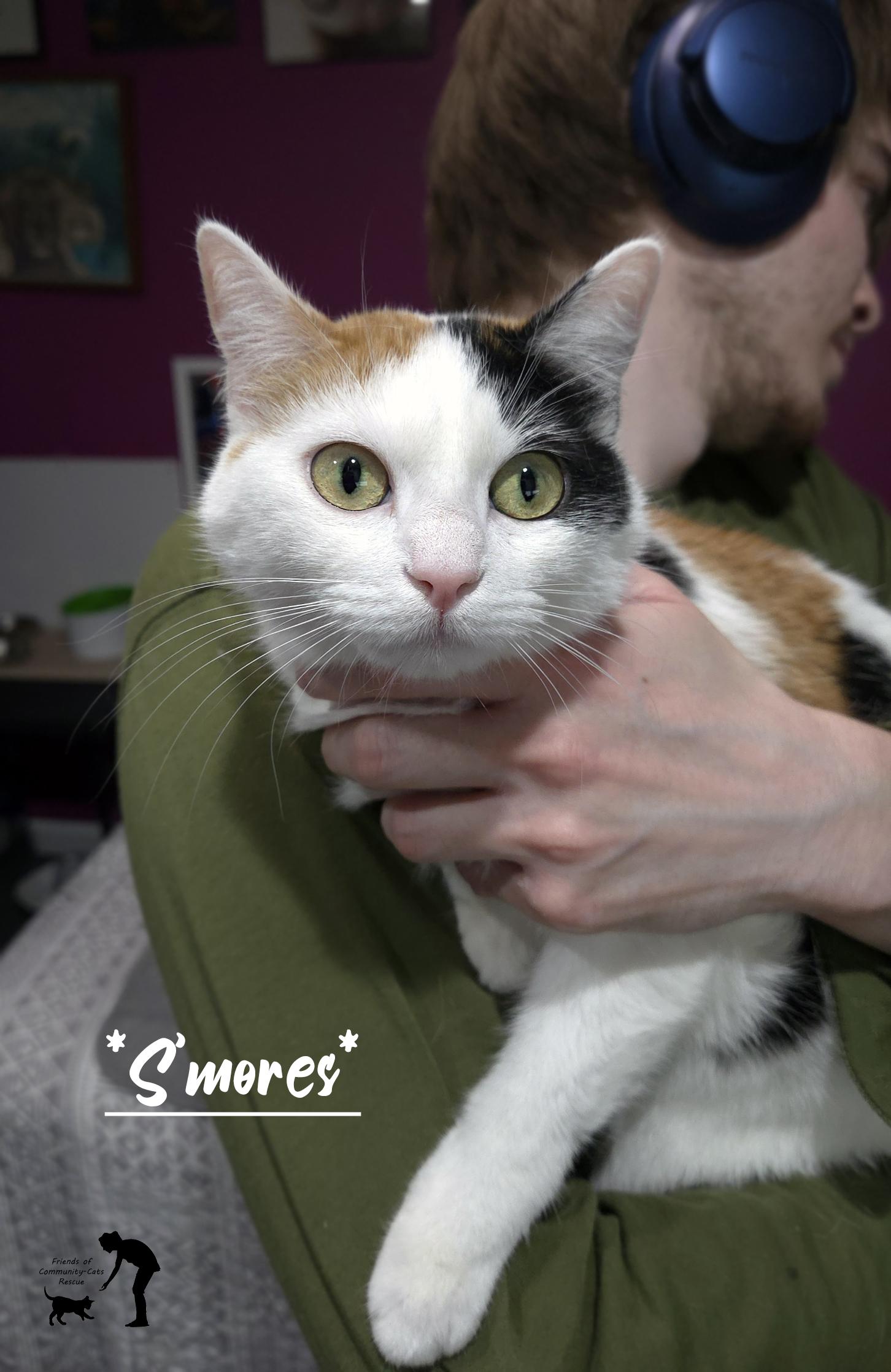 S'mores, adopted, Young Female Domestic Short Hair.