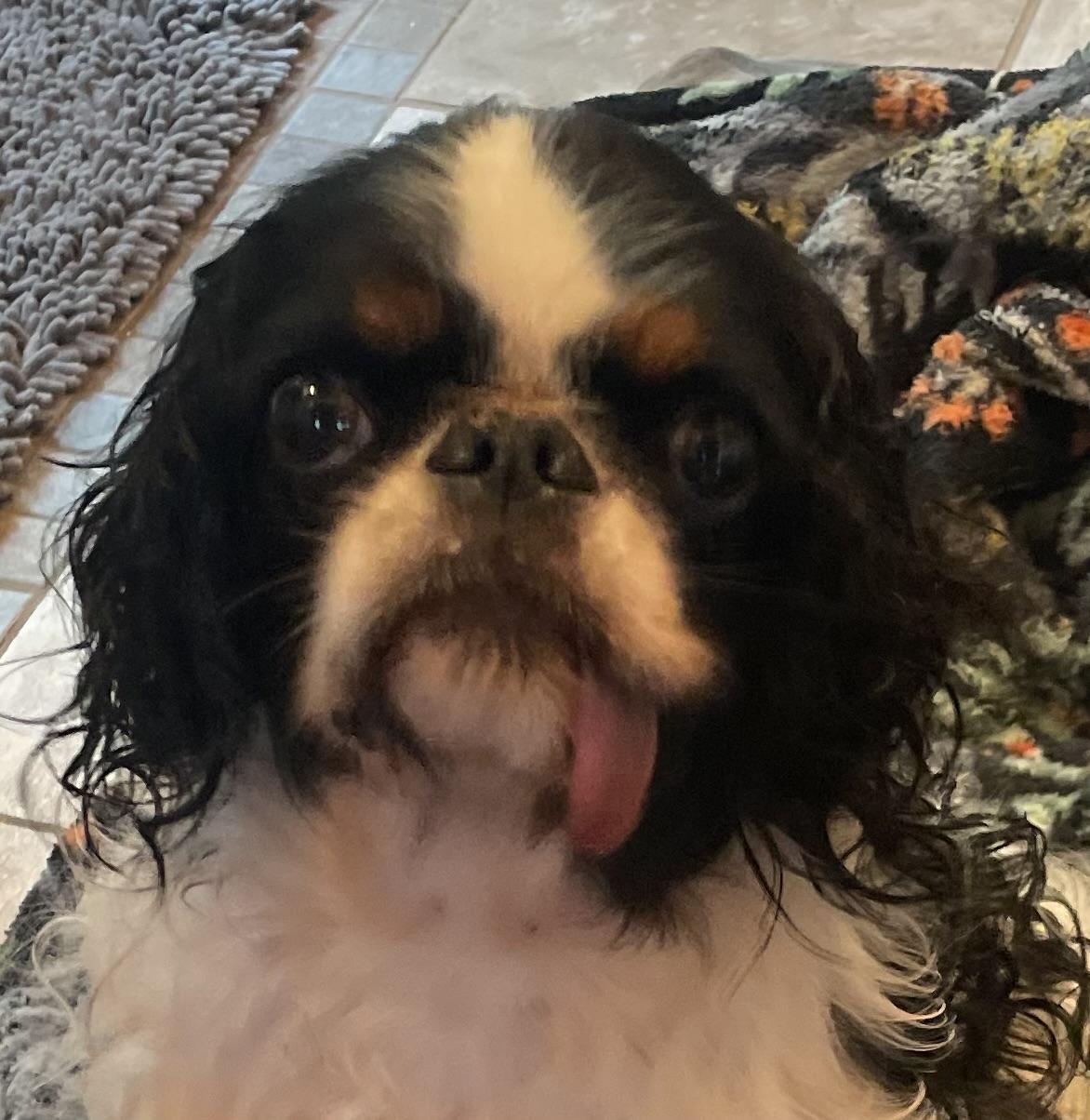 Bonded Beauties, a ADOPTABLE English Cocker Spaniel in La Center, WA image 3/3
